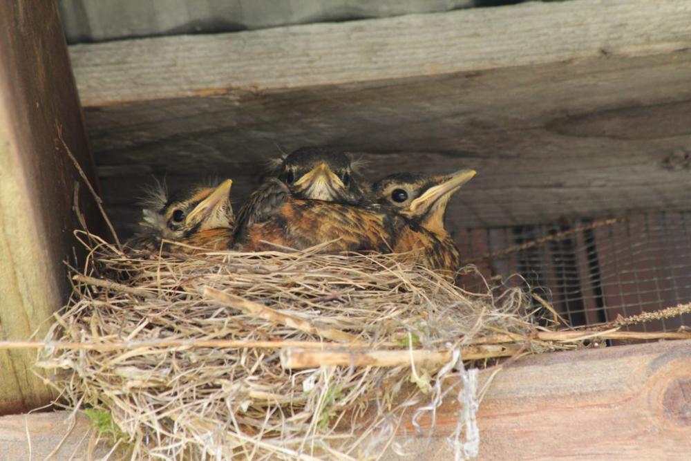 Identifying Bird Nests on Farm Structures